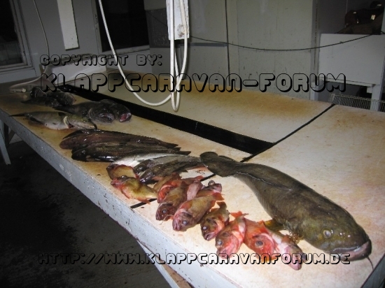 Norwegen: CP Bjørnvika Natursenter - Lumb
