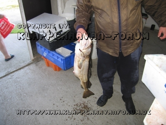 Norwegen: CP Bjørnvika Natursenter - 7 kg Dorsch