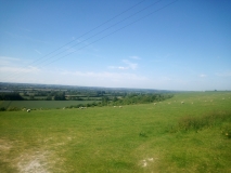 Schafweiden in der Nähe von Ivinghoe, GB