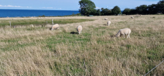 Tårup Strand Camping