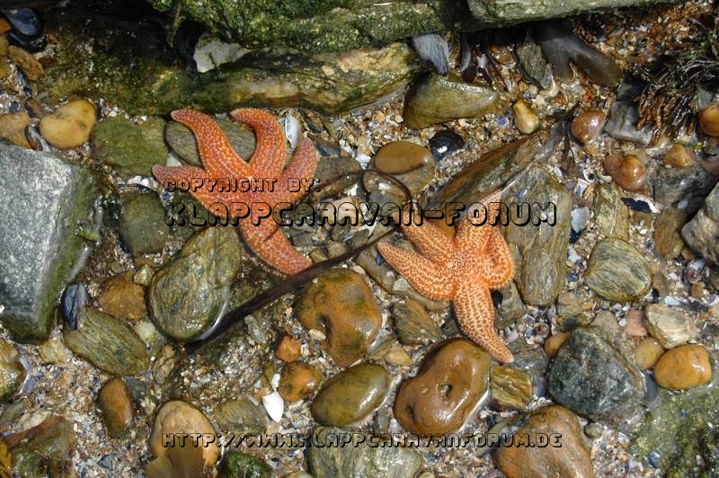 Seesterne im Flachwasser an der Küste der Bretagne