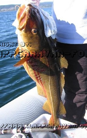 Saltstraumen 6