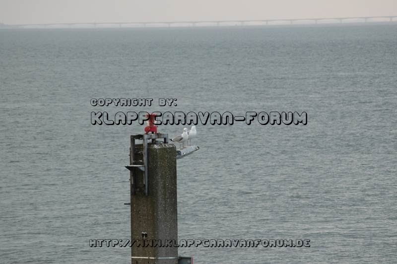 Möwen auf Pfahl - Wemeldinge (NL)