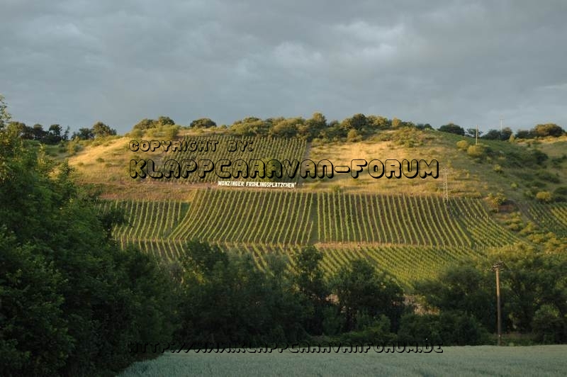 Nahe am Sommer 2011 - Monzingen - Weinberg im Abendlicht