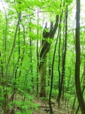 Dransfeld2012 (24)