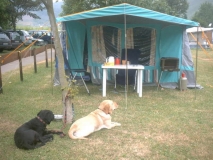 Unsere Wachhunde